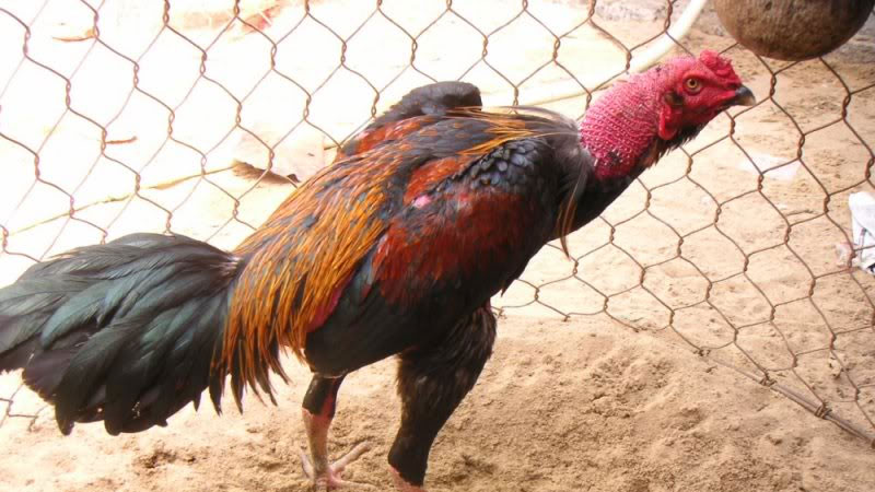 SAOWIN - Gà Bị Trúng Gió: 3 Nguyên nhân và cách nhận biết 5 Gà bị trúng gió: Dấu hiệu