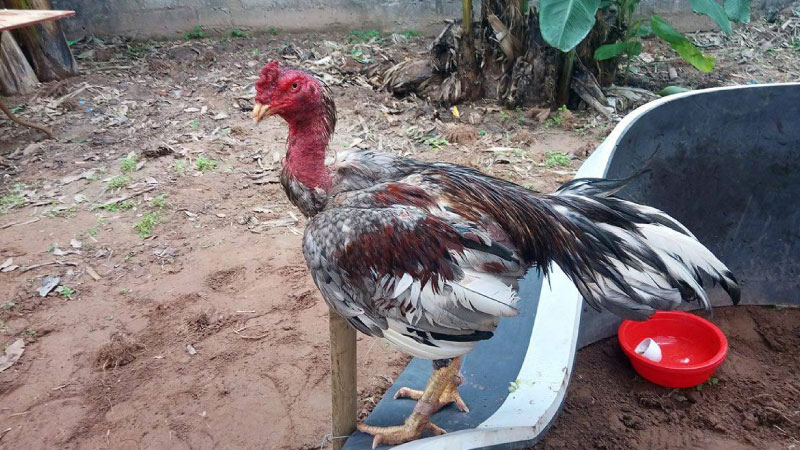SAOWIN - Gà Bị Trúng Gió: 3 Nguyên nhân và cách nhận biết 6 Các triệu chứng cụ thể